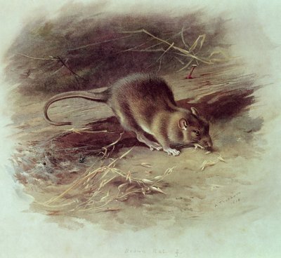 Brun rotte (Rattus norvegicus) 1918 af Archibald Thorburn