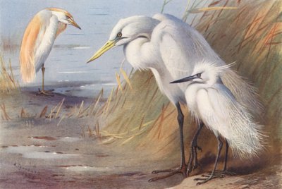 Hvidrygget hejre, stor hvid hejre, sølvhejre (farvelitografi) af Archibald Thorburn