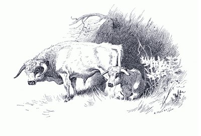 Kvæg, fra Thorburn