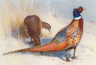 Kinesisk ringhalset fasan (han og hun) (farvelitografi) af Archibald Thorburn