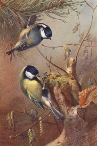 Kulmejse, spætmejse (farvelitografi) af Archibald Thorburn