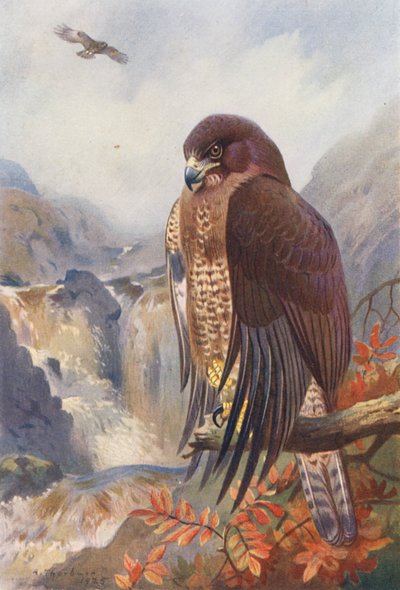 Musvåge (farvelitografi) af Archibald Thorburn