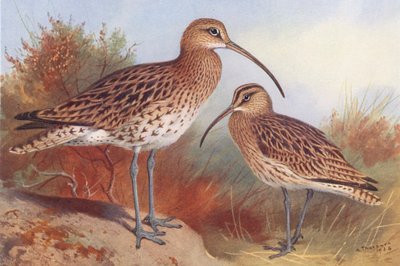 Storspove, hvinand (farvelitografi) af Archibald Thorburn
