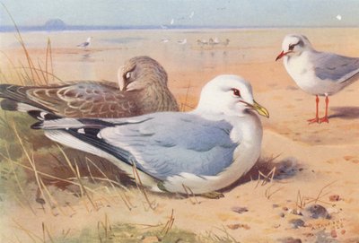 Stormmåge (voksen og unge), sorthovedet måge (vinter) (farvelitografi) af Archibald Thorburn