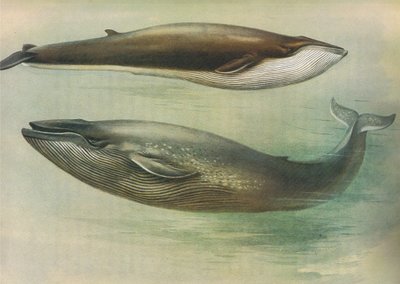 Common Rorqual, Sibbalds Rorqual eller Blue Whale, fra Thorburns Pattedyr udgivet af Longmans og Co, ca. 1920 af Archibald Thorburn
