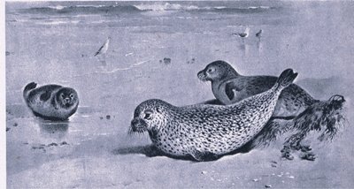 Common Seal, Nature in Britain udgivet af Collins af Archibald Thorburn
