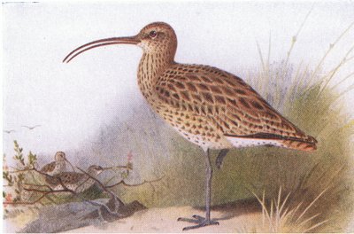 Curlew, fra Birds of the British Isles and Their Eggs udgivet af Frederick Warne & Co Ltd, 1958 af Archibald Thorburn