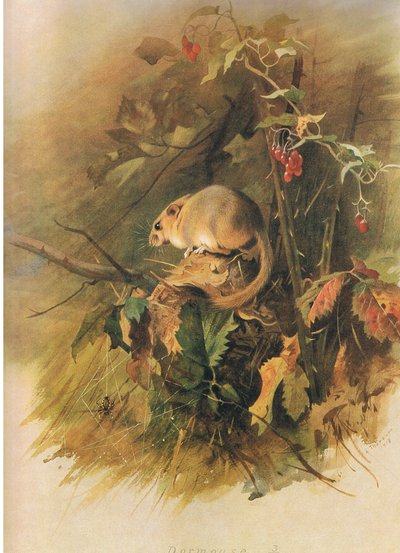 Dormus, fra Thorburns Mammals udgivet af Longmans og Co, ca. 1920 af Archibald Thorburn