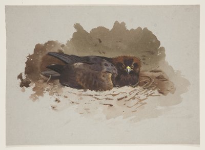 Ørn på reden, ca. 1915 (akvarel og kropsfarve over blyant på papir) af Archibald Thorburn