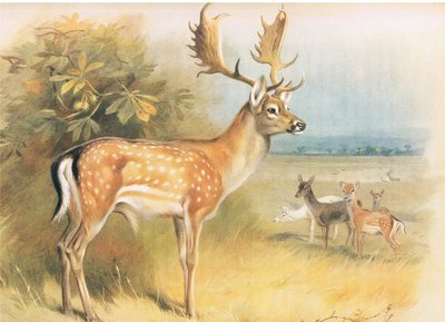Fallow Deer, fra Thorburns Mammals udgivet af Longmans og Co, ca. 1920 af Archibald Thorburn