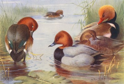 Rustand (han og hun), spidsand (han og hun), rødhovedet spidsand (farvelitografi) af Archibald Thorburn