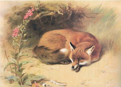 Fox with Foxgloves, fra Thorburns Pattedyr udgivet af Longmans og Co, ca. 1920 af Archibald Thorburn