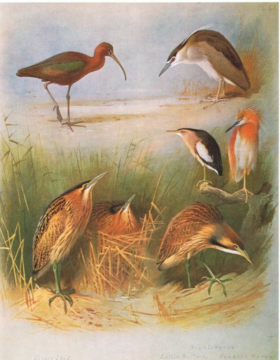 Glossy Ibis, Common Bittern, Night Heron, Little Bittern, Squacco Heron, American Bittern, pub. af Book Club Associates, 1972 af Archibald Thorburn