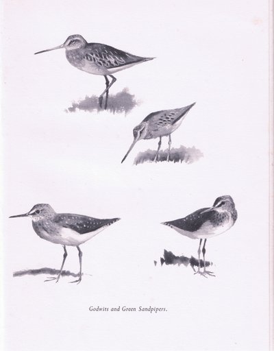 Godwits and Green Sandpipers, 1938 af Archibald Thorburn