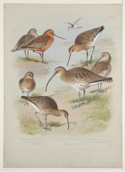 Godwits and curlews, ca. 1915 (akvarel & kropsfarve over blyant om bord) af Archibald Thorburn
