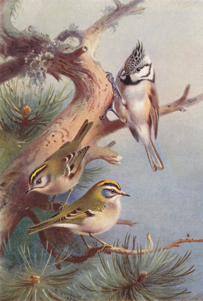 Goldcrest, Fire-Crest, Crested Titmouse (farvelitografi) af Archibald Thorburn