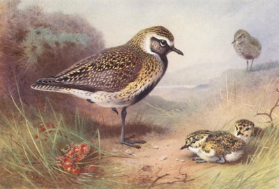 Gulspurv (sommer) (farvelitografi) af Archibald Thorburn