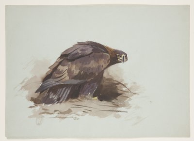 Kongeørn, ca. 1915 (akvarel & kropsfarve over blyant på papir) af Archibald Thorburn