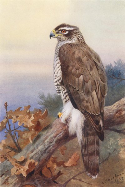 Hvepsevåge (farvelitografi) af Archibald Thorburn