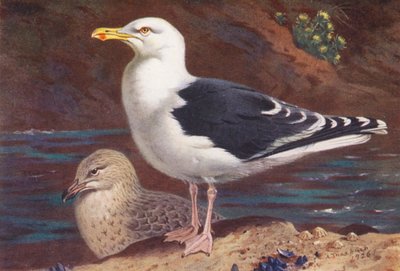 Stormmåge (voksen og unge) (farvelitografi) af Archibald Thorburn