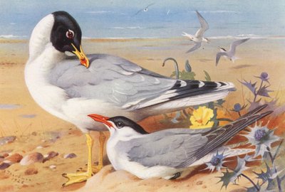 Stor sorthovedet måge, kaspisk terne (farvelitografi) af Archibald Thorburn