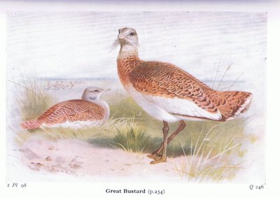 Great Bustard, fra Birds of the British Isles and Their Eggs udgivet af Frederick Warne & Co Ltd, 1958 af Archibald Thorburn