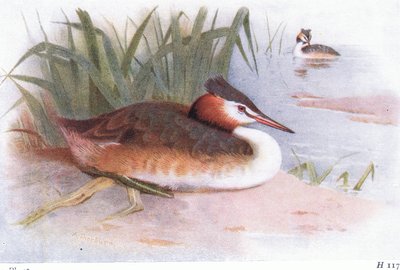 Stor nakkedykker af Archibald Thorburn