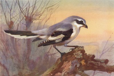 Stor tornskade (farvelitografi) af Archibald Thorburn