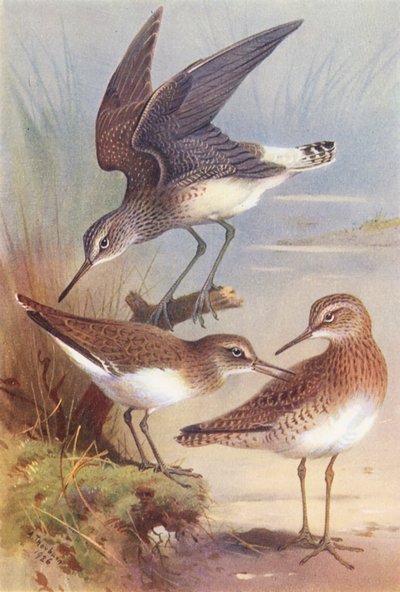 Grøn sandspringer, almindelig sandspringer, skovsneppe (farvelitografi) af Archibald Thorburn