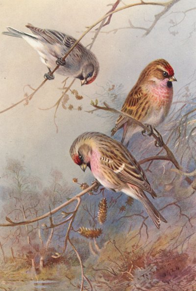 Grønlandsrødstjert, lille rødstjert, hvidstjert (farvelitografi) af Archibald Thorburn
