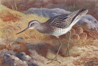 Grønbenet rørhøne (farvelitografi) af Archibald Thorburn