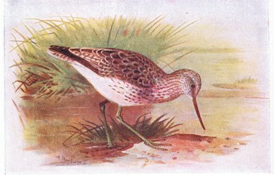 Greenshank, fra Birds of the British Isles and Their Eggs udgivet af Frederick Warne & Co Ltd, 1958 af Archibald Thorburn