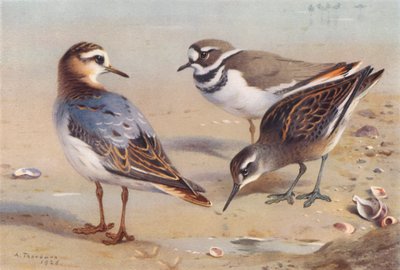 Gråstrubet lappedykker (efterår), klyde, rødhalset lappedykker (umoden) (farvelitografi) af Archibald Thorburn
