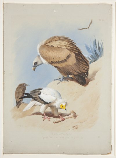 Griffin grib og egyptisk grib, ca. 1915 (akvarel & kropsfarve over blyant på papir) af Archibald Thorburn