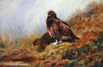 Ryper af Archibald Thorburn