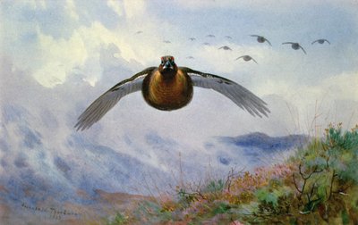 Ryper på flugt af Archibald Thorburn