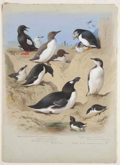 Lomvier, alk, lunde og alke, ca. 1915 (akvarel og kropsfarve med gummi arabicum over blyant om bord) af Archibald Thorburn
