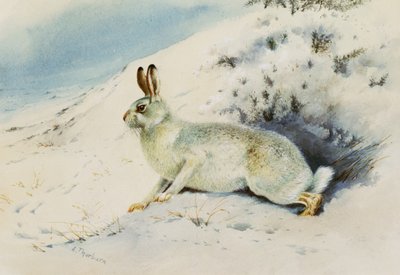 Hare af Archibald Thorburn