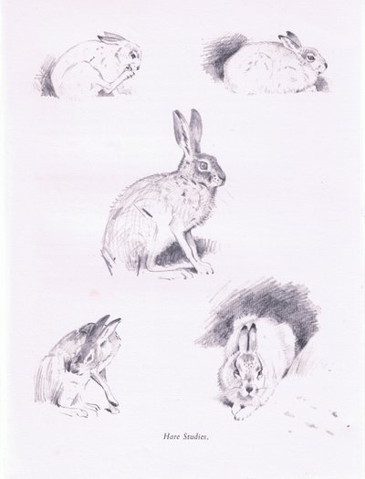Harestudier, 1938 af Archibald Thorburn