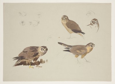 Harrier and ruff, ca. 1915 (akvarel & kropsfarve over blyant på papir) af Archibald Thorburn