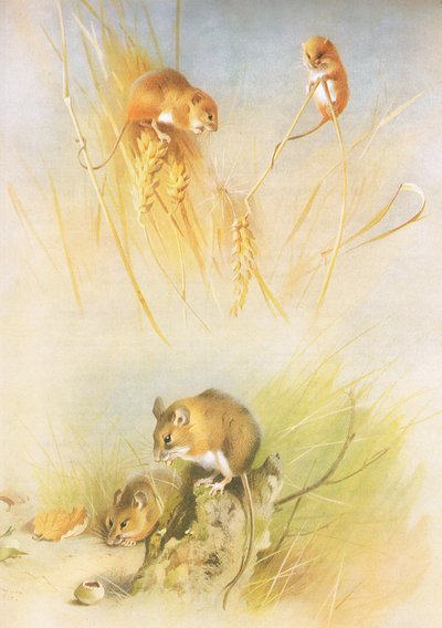Harvest Mouse and Wood Mouse, fra Thorburns Pattedyr udgivet af Longmans og Co, ca. 1920 af Archibald Thorburn