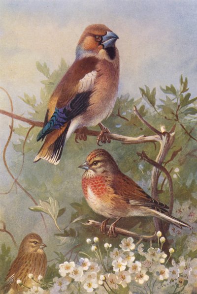 Bogfinke, Musvit (han og hun) (farvelitografi) af Archibald Thorburn