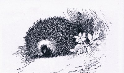 Hedgehog, Nature in Britain udgivet af Collins, 1946 af Archibald Thorburn