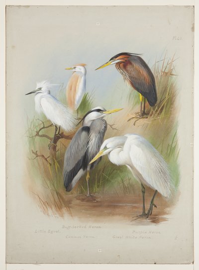 Hejrer og hejrer, ca. 1915 (akvarel og kropsfarve over blyant om bord) af Archibald Thorburn