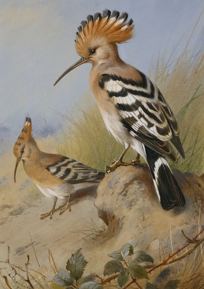 Hoopoes af Archibald Thorburn