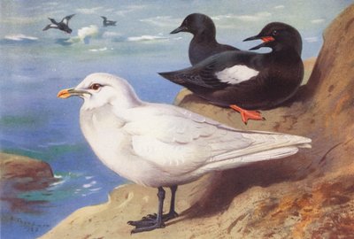 Elfenbensmåge, sort lomvie (sommer) (farvelitografi) af Archibald Thorburn