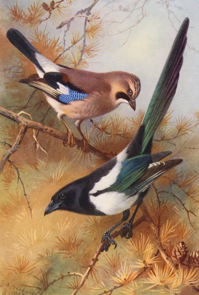 Jay, Magpie (farvelitografi) af Archibald Thorburn