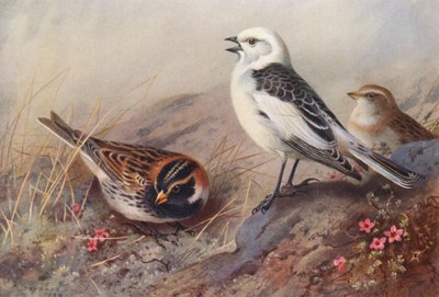 Laplandsværling, snespurv (sommer) (han og hun) (farvelitografi) af Archibald Thorburn