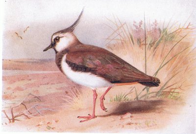 Lapwing, fra Birds of the British Isles and Their Eggs udgivet af Frederick Warne & Co Ltd, 1958 af Archibald Thorburn