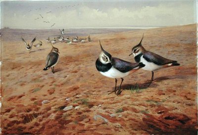 Viber på Ploven af Archibald Thorburn